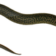 Imagen para el artículo titulado Hay nueva y extraña especie de salamandra gigante en las aguas de Florida